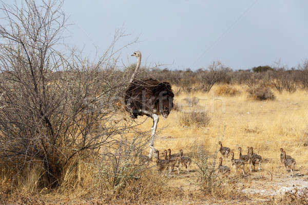 Aile devekuşu Namibya tavuk park Güney Afrika Stok fotoğraf © artush