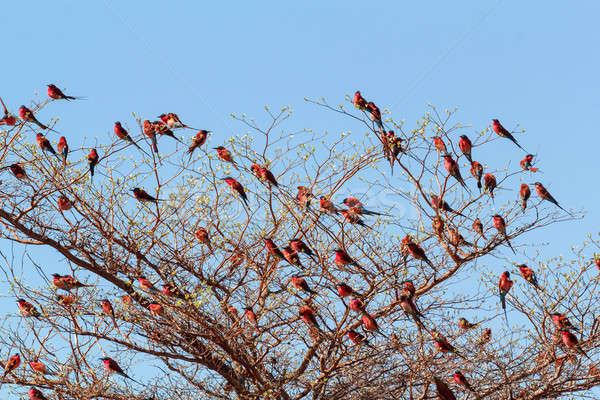 large nesting colony of Nothern Carmine Bee-eater Stock photo © artush