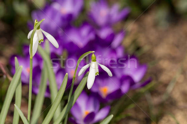 Snowdrop bloom in springtime Stock photo © artush