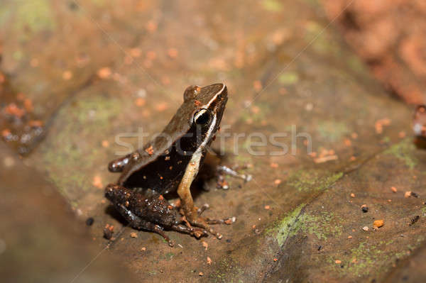Gyönyörű kicsi béka barna Madagaszkár fajok Stock fotó © artush