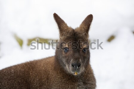 Red-necked Wallaby in snowy winter Stock photo © artush