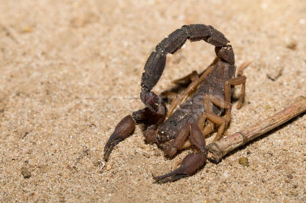Scorpions, predatory arachnids Madagascar Stock photo © artush