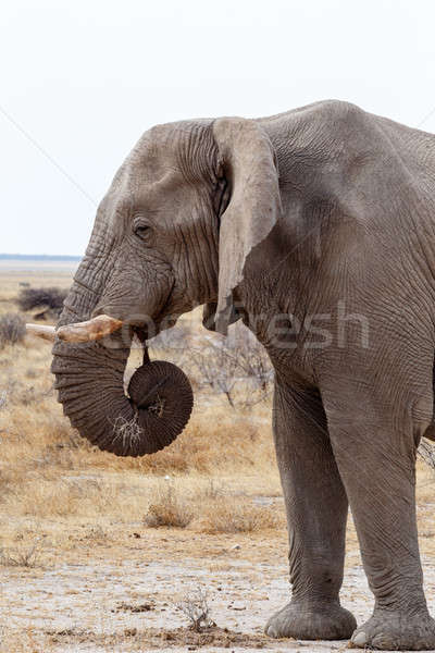 Groß african Elefanten Park Porträt Namibia Stock foto © artush