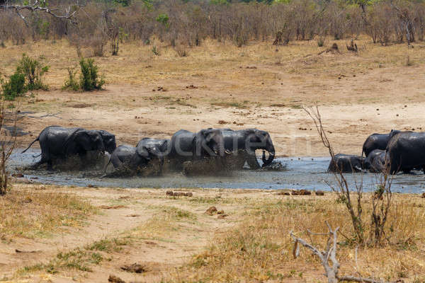 African elephants bathing at a muddy waterhole Stock photo © artush