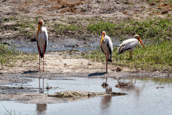 Yellow billed storks and crocodyle in Chobe Stock photo © artush
