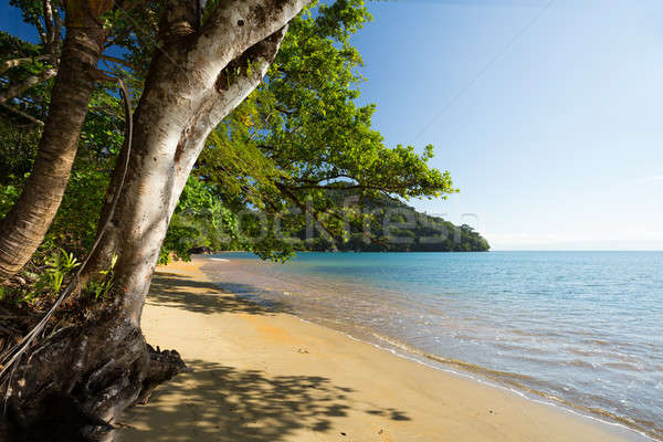 Schönen Traum Paradies Strand Madagaskar Park Stock foto © artush