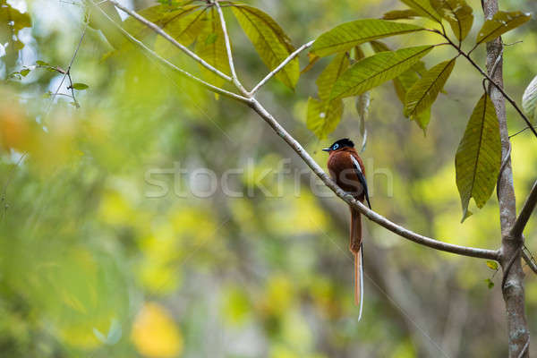 Madagascar Paradise-flycatcher, Terpsiphone mutata Stock photo © artush