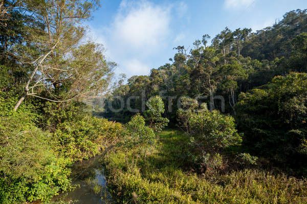 Madagaskar güzel manzara korumalı park bakire Stok fotoğraf © artush