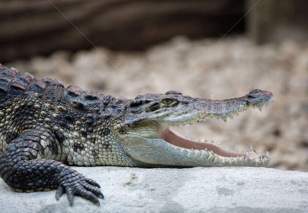 Portret krokodyla wody charakter Afryki głowie Zdjęcia stock © artush