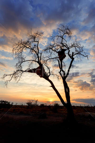 Stock photo: African sunset with tree in front
