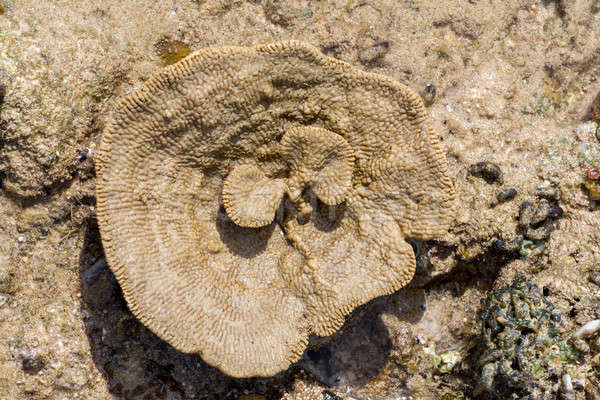 coral like flower in low tide, indonesia Stock photo © artush