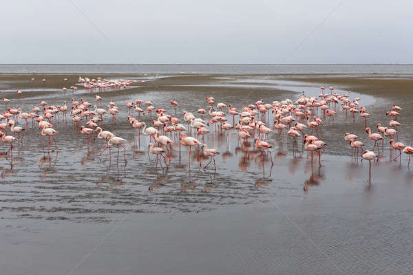 Rooskleurig flamingo kolonie reusachtig Namibië woestijn Stockfoto © artush