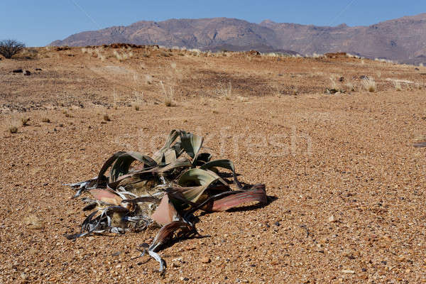 Zdumiewający pustyni roślin życia skamieniałość przykład Zdjęcia stock © artush