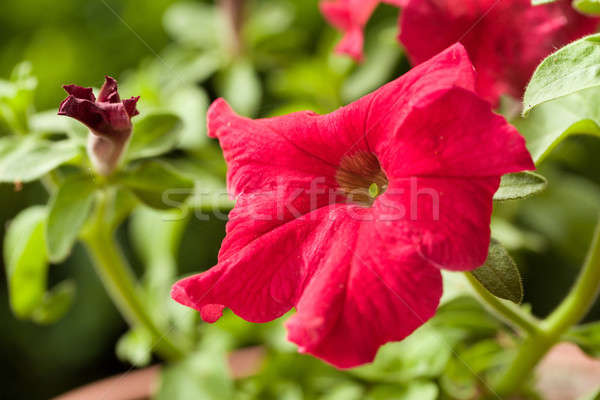 Stockfoto: Rood · bloem · ader · achtergrond · zomer · groene