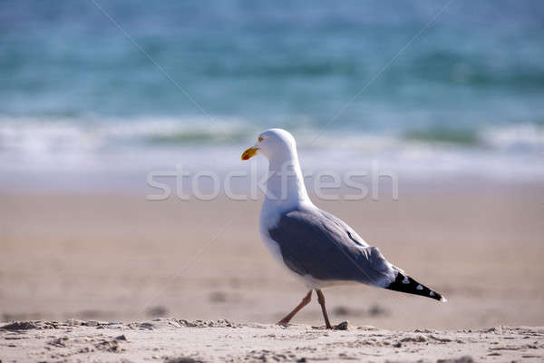 European Herring Gulls, Larus argentatus Stock photo © artush