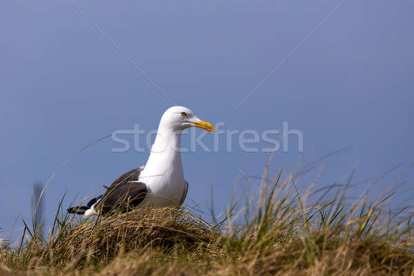 European Herring Gulls, Larus argentatus Stock photo © artush