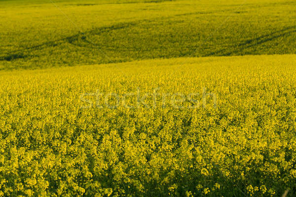 Stock photo: Yellow rape field in spring