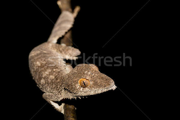 Giant leaf-tailed gecko, Uroplatus fimbriatus Stock photo © artush