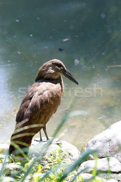 bird Hamerkop (Scopus umbretta) Stock photo © artush