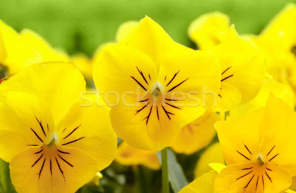 yellow pansy flowers Stock photo © artush