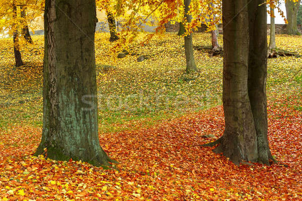 Сток-фото: цвета · осень · парка · Nice · три · красный