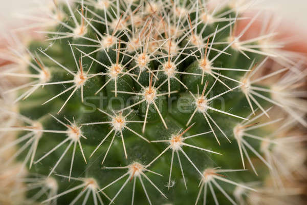 Quills and prickly cactus spines  Stock photo © artush