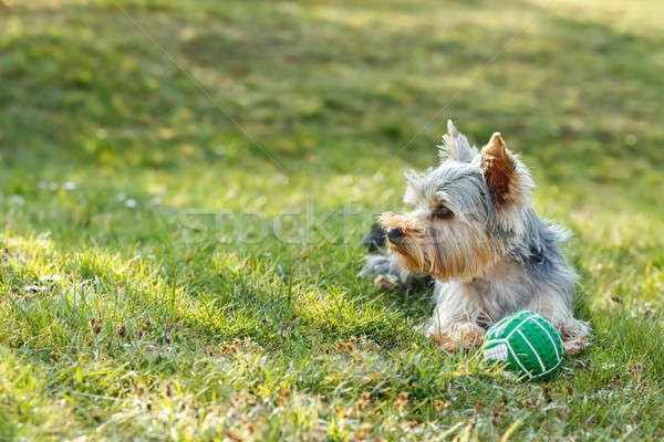 Cute small yorkshire terrier Stock photo © artush