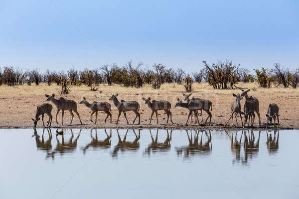 herd of Kudu drinking from waterhole Stock photo © artush