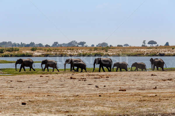 Słoń afrykański parku portret Botswana przyrody fotografii Zdjęcia stock © artush