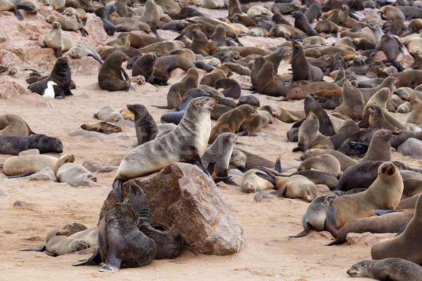 Ogromny kolonia brązowy futra pieczęć morza Zdjęcia stock © artush