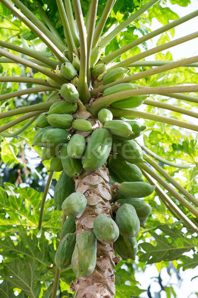 Green papaya on the tree, Bali Indonesia Stock photo © artush