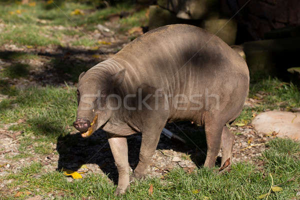 North Sulawesi babirusa Stock photo © artush