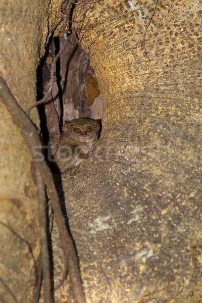 Park selten Indonesien Primaten Wald Augen Stock foto © artush