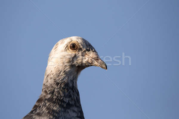 Foto stock: Retrato · doméstico · sessão · ramo · blue · sky · árvore