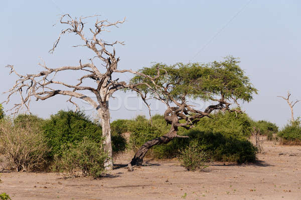 Wild afrikaanse landschap park Botswana afrika Stockfoto © artush