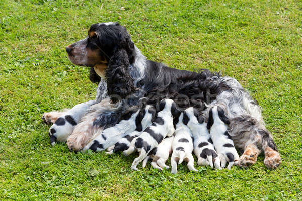 purebred English Cocker Spaniel with puppy Stock photo © artush