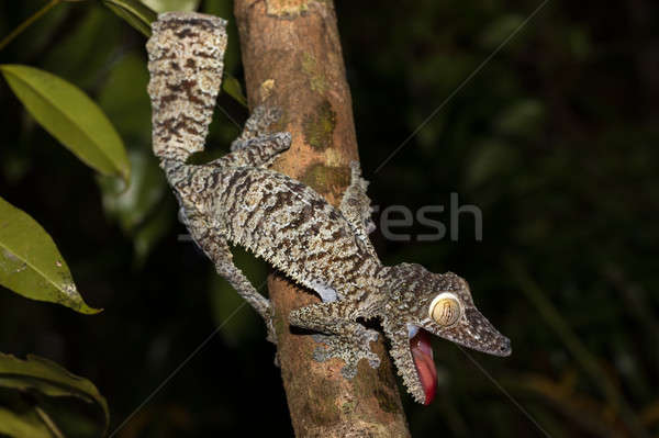 Giant leaf-tailed gecko, Uroplatus fimbriatus Stock photo © artush