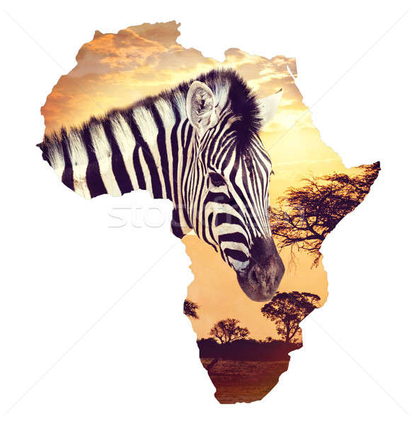 Zebra portrait on african sunset with acacia background. Map, continent of africa. Wildlife and wild Stock photo © artush
