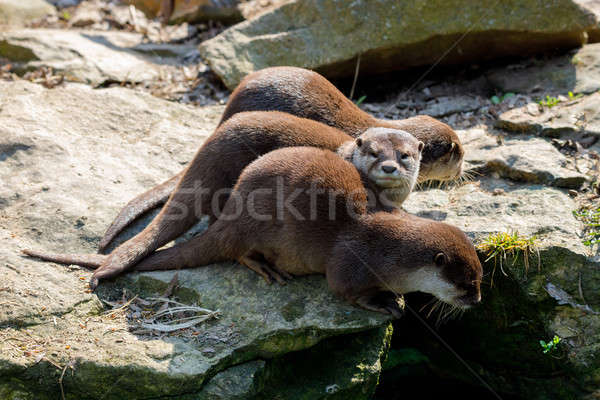 European otter family (Lutra lutra) Stock photo © artush