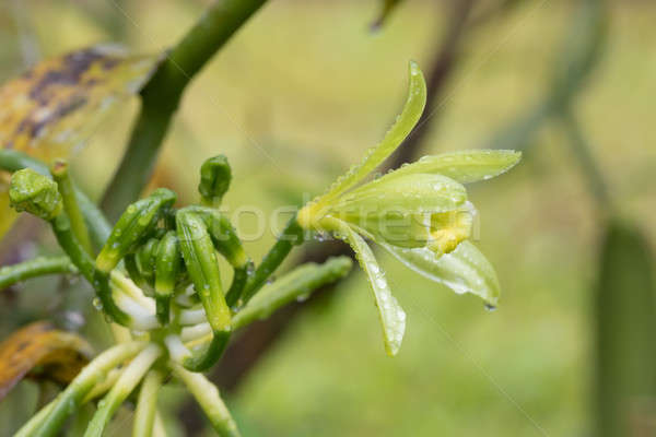 Closeup of The Vanilla plant flower, madagascar Stock photo © artush