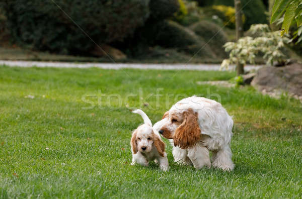 Foto stock: Inglês · cachorro · família · desfrutar · jogar
