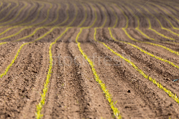 spring plowed field curves Stock photo © artush