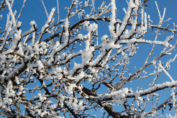 [[stock_photo]]: Hiver · neige · arbre · ciel · bleu · route