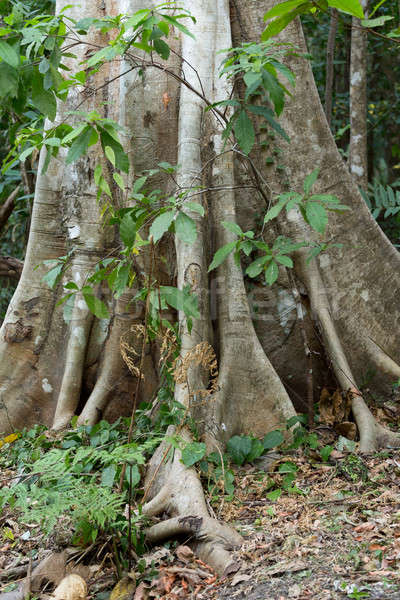 massive tree is buttressed by roots Tangkoko Park Stock photo © artush
