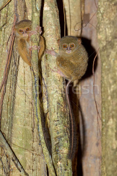 Parc rare Indonésie primat forêt yeux Photo stock © artush