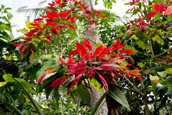 Wild winter rose with blossoms in indonesia Stock photo © artush