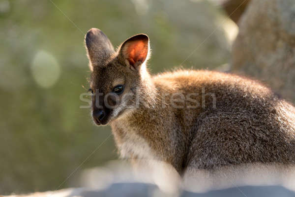 Closeup of a Red-necked Wallaby baby Stock photo © artush