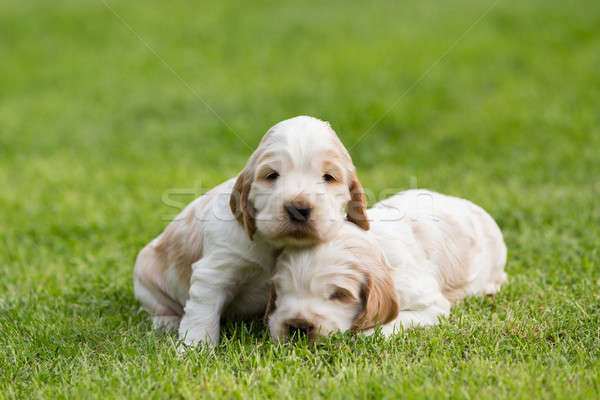 Deux faible anglais chiot 24 [[stock_photo]] © artush