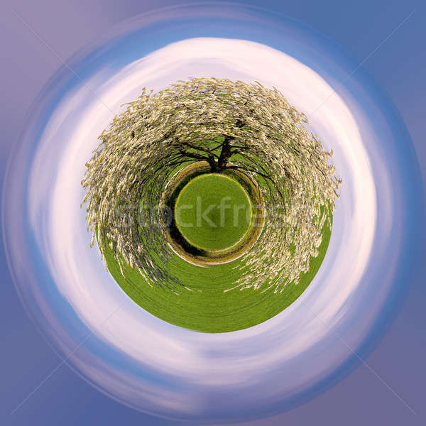 tiny planet spring flowering tree in countryside Stock photo © artush