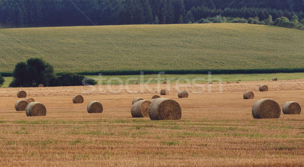 harvested field with straw bales in summer Stock photo © artush